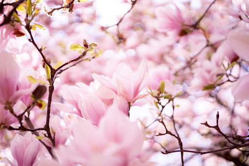 Close up of a blooming flowers of Magnolia tree