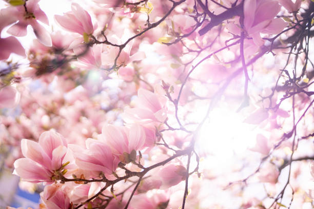 floreciente primer plano de árboles de magnolia - magnolia blossom fotografías e imágenes de stock