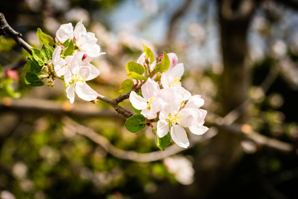 istock Flowers on branch of cherry tree in spring blooming. 1219900650
