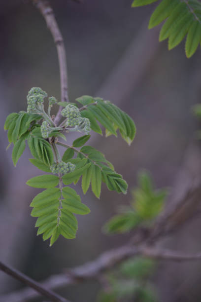 istock Rowan leaves from above 1219900928
