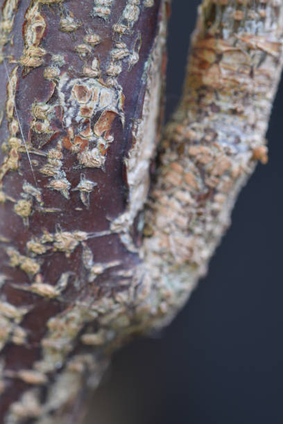 istock Macro image of the bark of a blackcurrant bush 1219901888