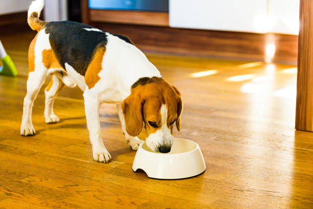 istock Dog beagle eating food from bowl in bright interior. 1219903217