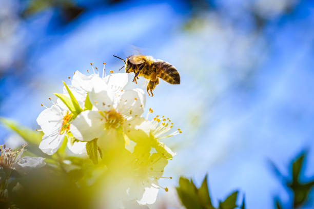 Photo of Close-up photo of a Honey Bee gathering nectar and spreading pollen on white flowers of white cherry tree.