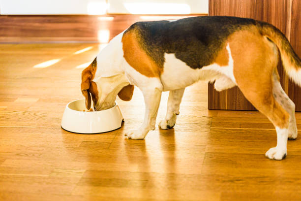 istock Dog beagle eating food from bowl in bright interior. 1219904080