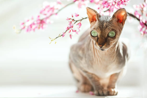 A beautiful pedigreed Sphinx cat sits on a window with pink flowers. A beautiful pedigreed Sphinx cat sits on a window with pink flowers. Cat on an isolated white background. sphynx hairless cat stock pictures, royalty-free photos & images