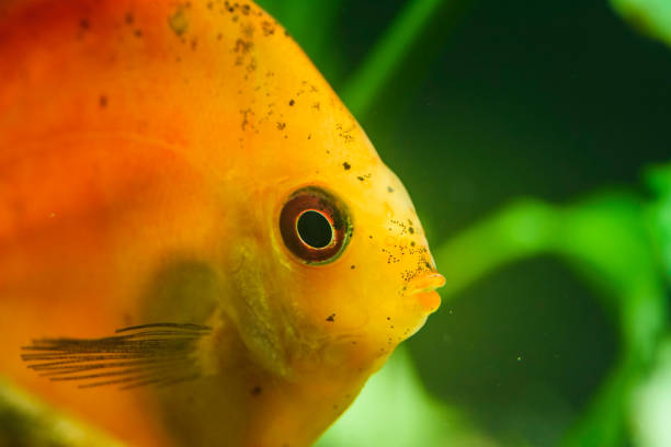 Portrait of a red orange tropical Symphysodon discus fish in a fishtank. Portrait of a red orange tropical Symphysodon discus fish in a fishtank. Selective focus background. red pigeon blood discus stock pictures, royalty-free photos & images