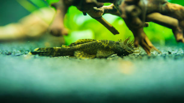 istock Bushymouth catfish freshwater aquarium fish 1219908100