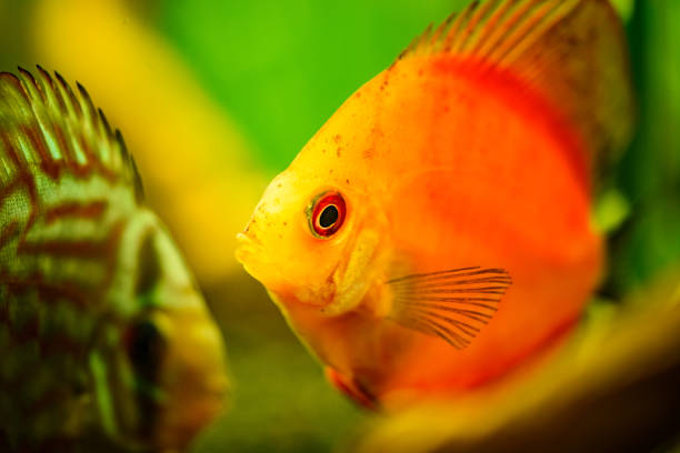 Portrait of a red tropical Symphysodon discus fish in a fishtank. Portrait of a red tropical Symphysodon discus fish in a fishtank. Selective focus background. red pigeon blood discus stock pictures, royalty-free photos & images