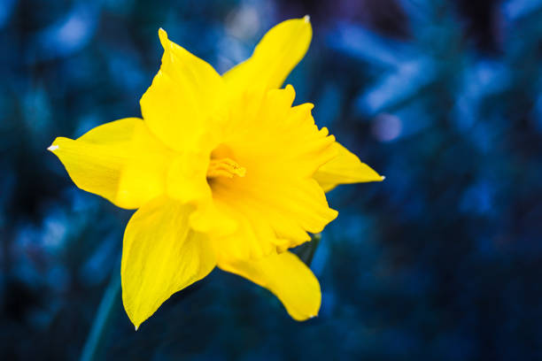 close up of dafodill in bloom spring is here