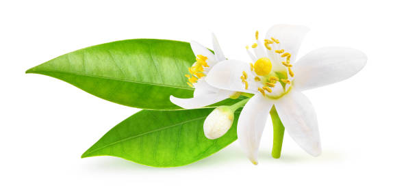 istock Isolated orange blossoms with leaves 1219909935