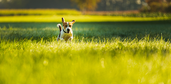 Happy dog running through a green vivid meadow towards camera. Beagle dog background