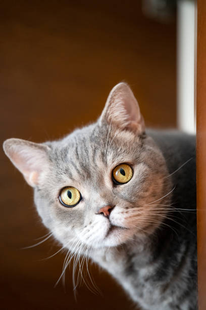 istock British shorthair cat lock on target at home. 1219911013