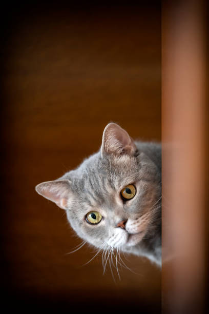istock British shorthair cat lock on target at home. 1219911049