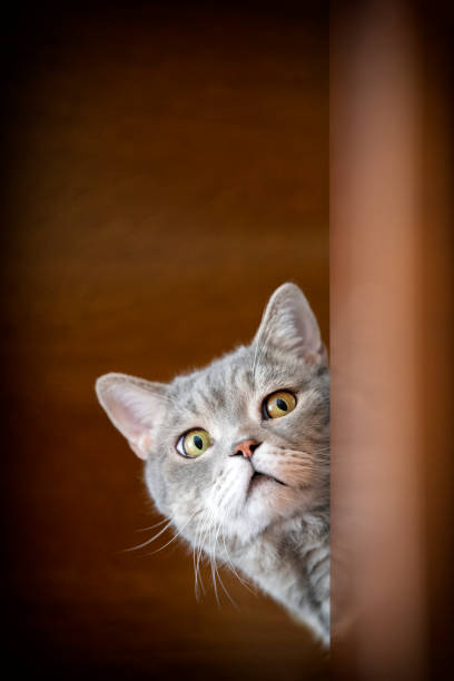 istock British shorthair cat lock on target at home. 1219911230