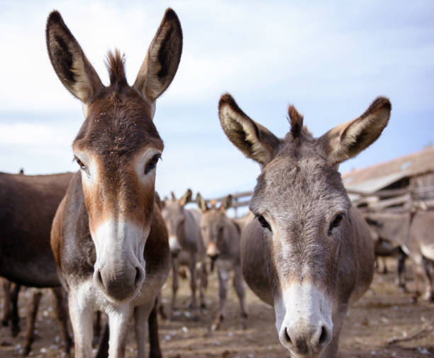 dos burros en una granja de burros - orejas de burro fotografías e imágenes de stock