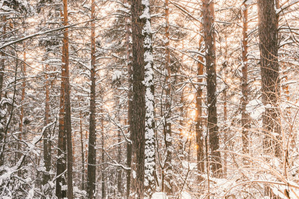 istock Sunny day in winter forest. Pine and spruce under snow 1219911457