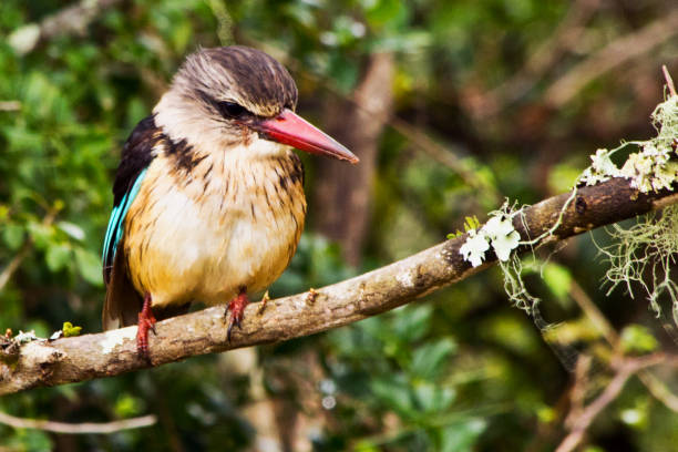 istock Bush King Fisher 1219911591
