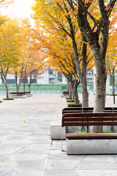 istock Trees in public park in autumn 1219911868