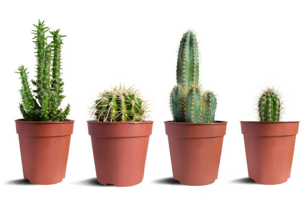 istock Houseplants in a pots isolated 1219912468