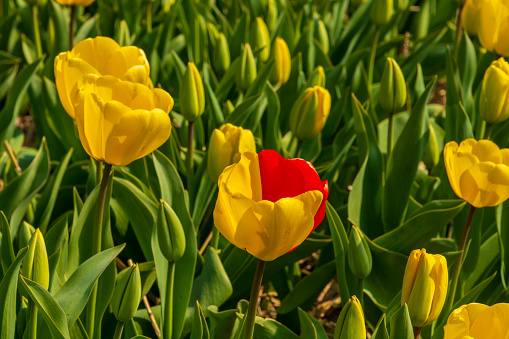 A single orange and yellow tulip against a green background.