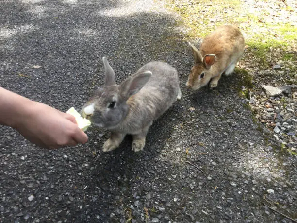 Photo of Feed rabbits on Okunoshima in Japan