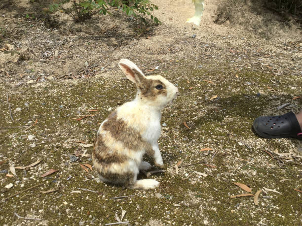 istock Feed rabbits on Okunoshima in Japan 1219916059