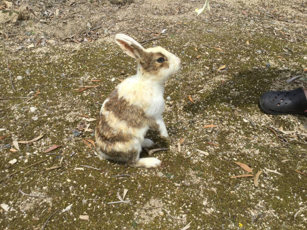 istock Feed rabbits on Okunoshima in Japan 1219916082
