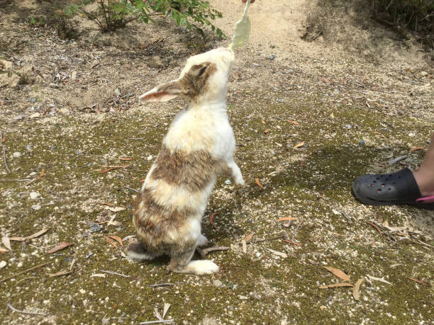 istock Feed rabbits on Okunoshima in Japan 1219916105