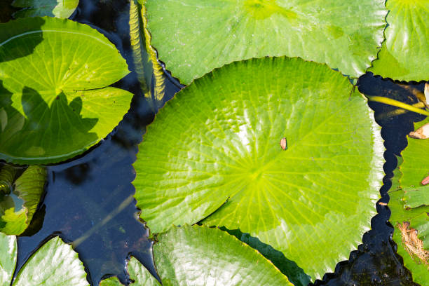 istock Green lotus leaves, outdoor day light 1219916120