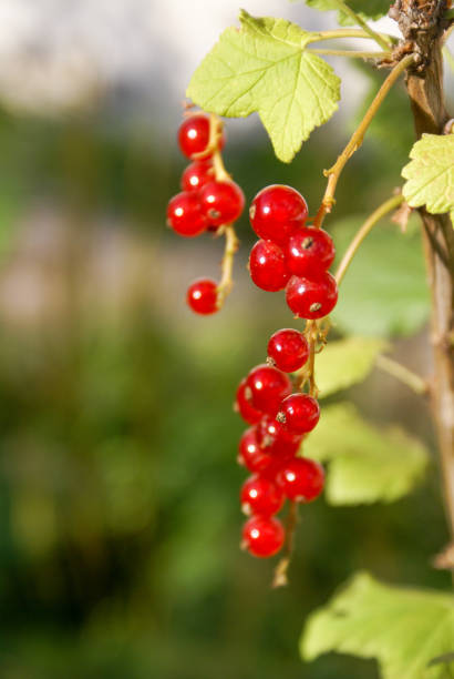 istock Bouquet of red currant berries on a branch. Selective focus 1219916193
