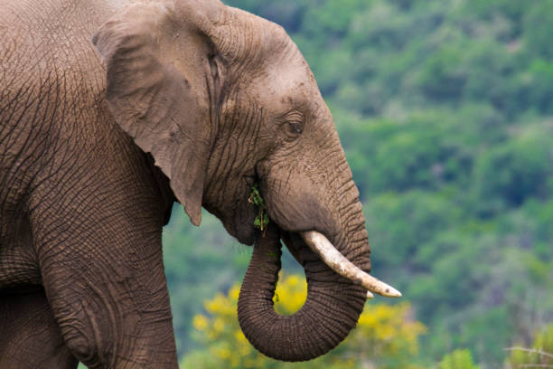 fermez-vous vers le haut la vue de côté d’un éléphant mâle - pilanesberg national park photos photos et images de collection