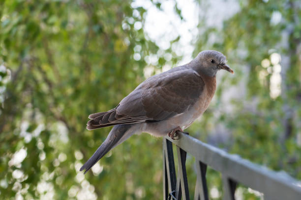istock Wood pigeon closeup 1219917528