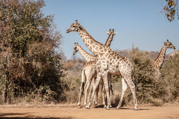 istock Herd of Giraffe standing among tall trees 1219917855