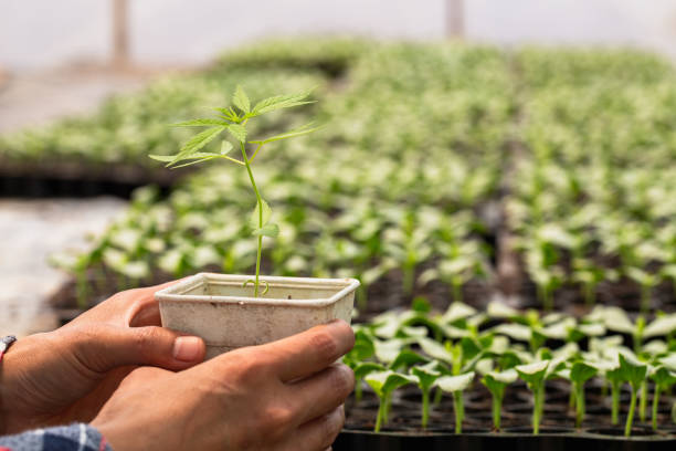 Farmers holding hemp seedlings in greenhouses, Growing cannabis seedlings, Medical marijuana cultivation concept. Farmers holding hemp seedlings in greenhouses, Growing cannabis seedlings, Medical marijuana cultivation concept. healthy marijuana cannabis plant growing in a garden stock pictures, royalty-free photos & images