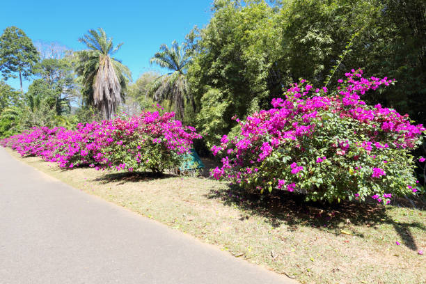 istock Botanical garden in Kandy 1219918781