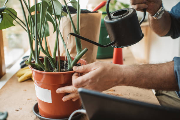 istock Flower gardening during isolation period 1219919177