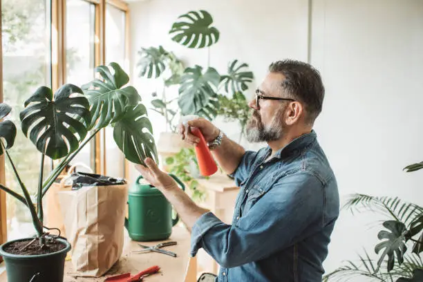 Mature man caring about his plants during corona virus isolation period