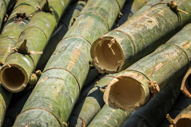 istock a pile of bamboo stems 1219919291