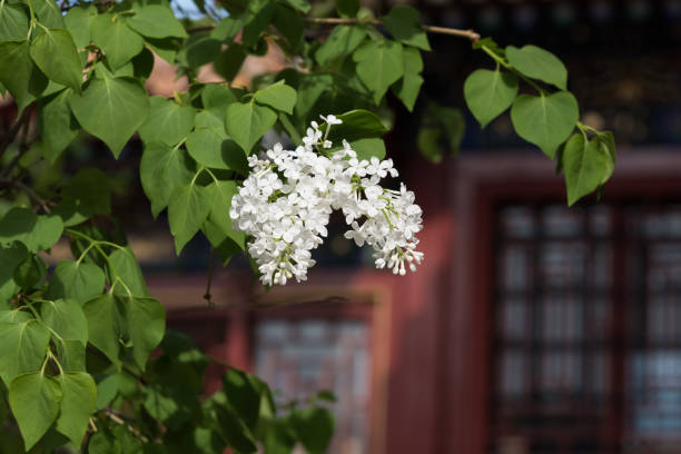 istock White lilac blooming in the forbidden city 1219919349