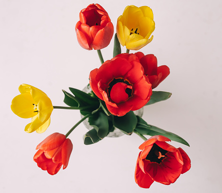 Colorful tulips in beautiful bloom flower bouquet of fresh various tulips close up of flowers