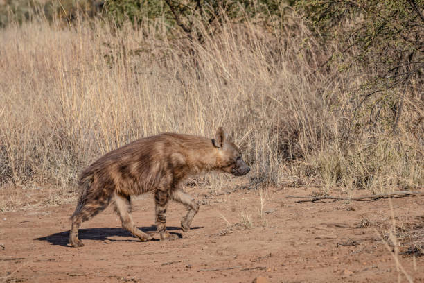 istock Brown Hyena walking through dry grass 1219919586