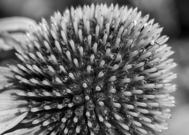 istock Closeup of plants in black and white. 1219920592