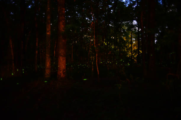 istock Sea of green light trails from fireflies flying in forest 1219921827