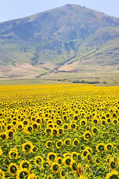 Photo of yellow sunflowers and mountains