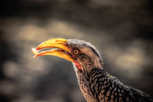 Close up side view of the head of a Southern yellow-billed hornbill with its beak brightly lit by the sun at the Pilanesberg National Park in South Africa