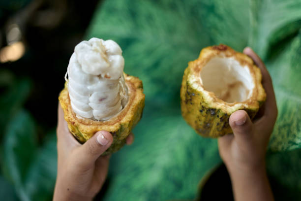 istock Hands holding Fresh Cocoa fruit with green leaves background 1219923552