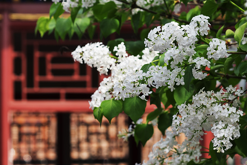 White lilac blooming in the forbidden city