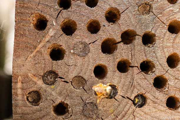 Germany: Wild bees in front of a insect hotel.