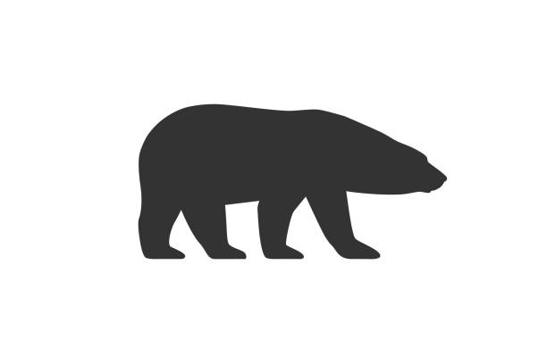 ilustraciones, imágenes clip art, dibujos animados e iconos de stock de oso ártico - polar bear bear vector mammal