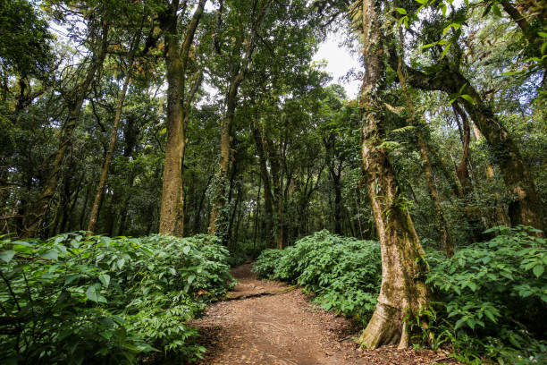 istock Cloud forest trail on the highest mountain in Thailand 1219925487